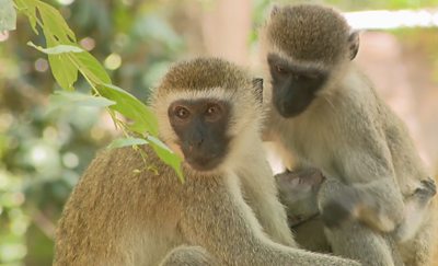 Colobus monkeys in Kenya