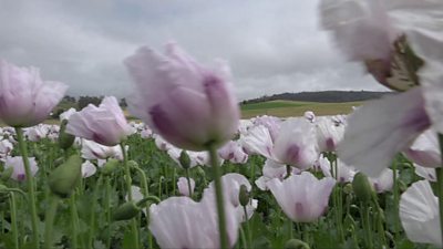 A poppy farm in Tasmania
