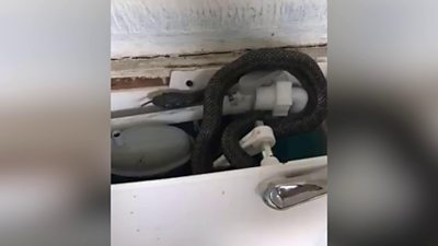 Rat snake in the toilet