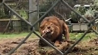 Jasiri the lion with meat attached to a rope in its mouth