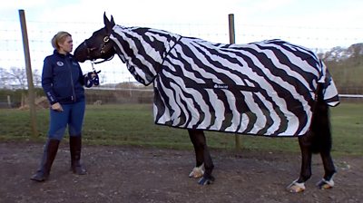 Horse wearing zebra coat with trainer