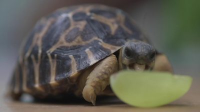 Tortoise