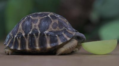 This tiny tortoise eating a grape is cutest thing you'll see today