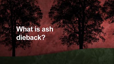 What is ash dieback graphic