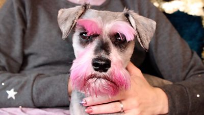 Schnauzer crufts hot sale