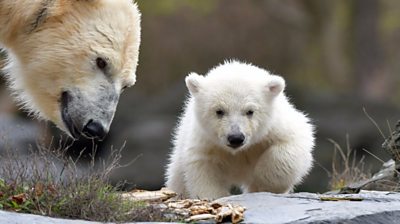 A polar bear cub and her mother