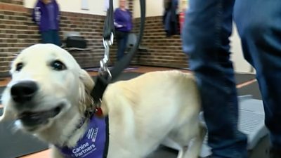 Training new assistance dogs