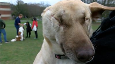 Maggie the blind rescue dog