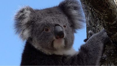 A koala clinging to a tree at Longleat