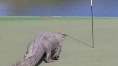 Giant alligator goes golfing