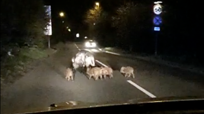 Pigs on the loose