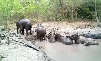elephants in the pit