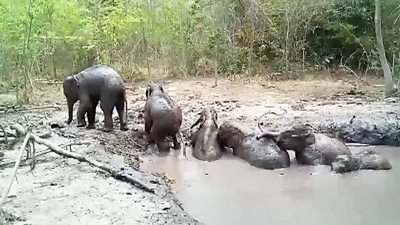 Elephants