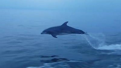 A dolphin