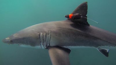 A great white shark with a camera attached to its fin