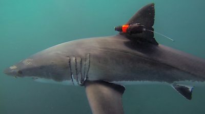 For Richmond man, great white shark is catch of a lifetime