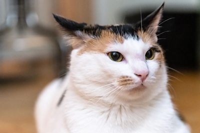 Cats can recognise their names when called