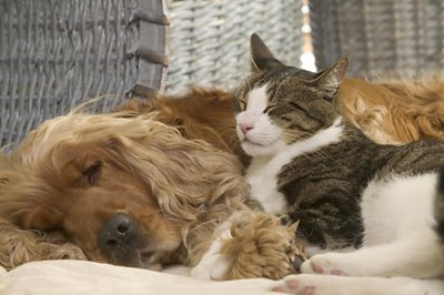 Dog and cat cuddled up