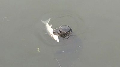 Seal in Channelsea River