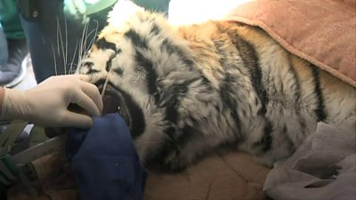 Tiger on operating table