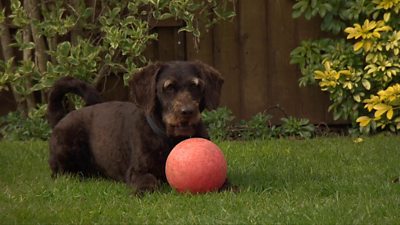 Dog kneeling on the ground behind a ball