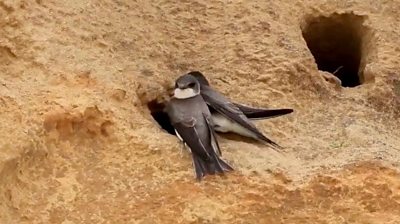 Sand martins on a cliff
