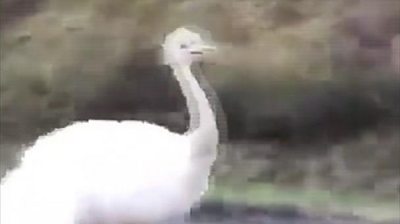 A road-running emu