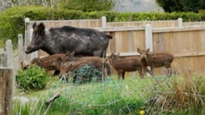 Wild boar and piglets caught on camera at Cannock Chase