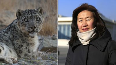 Snow leopard and Bayarjargal Agvaantseren