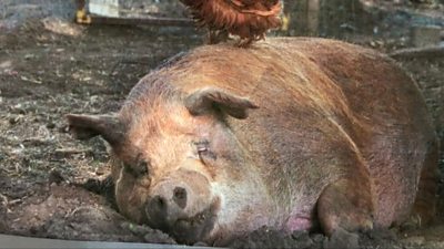 A pig lying down on the Chester's farm in a scene from The Biggest Little Farm
