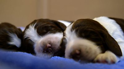 Lucy's Law: How it makes puppies and kittens safe