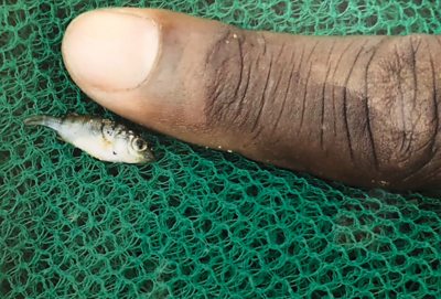 Tiny fish next to human finger on top of mosquito net