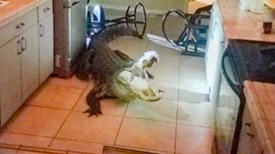 Alligator in kitchen