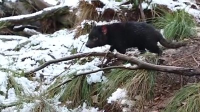 Snow may have caused travel issues in Australia, but these Tasmanian Devils had an early Christmas.