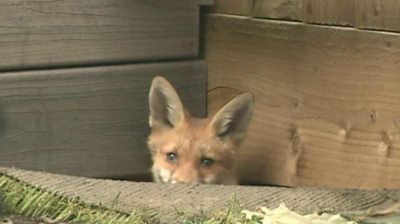 Fox peeking out