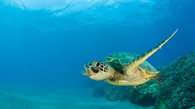 Green Turtle