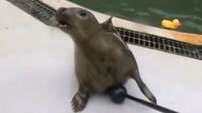 Singing seals mimic notes and human speech