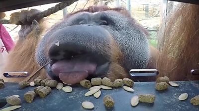 Primates at Berlin Zoo