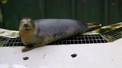 Scientists trained a seal to sing an out of tune version Star Wars and also Twinkle Twinkle Little Star.