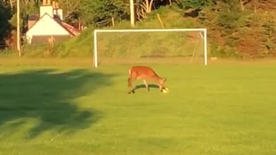The deer was playing football in Lochinver in the Scottish Highlands.