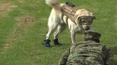 Frida, a golden labrador, trains with a handler