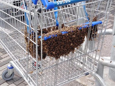 Bees in trolley