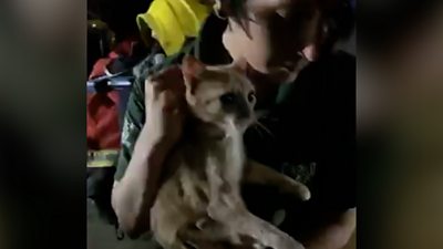 Rescuers took three days to smash through a concrete WW2 bunker to free the intrepid feline.