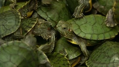 Malaysian officials show the media thousands of turtles seized at Kuala Lumpur airport