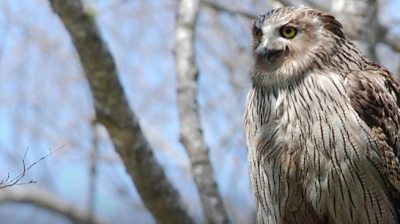 Blackiston owl