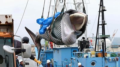 The five ships that set sail are the first to commercially hunt whales in Japan in more than 30 years.