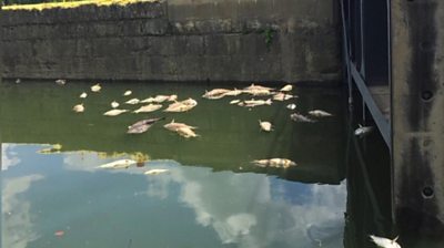 Officials say runoff from the fire contaminated the Kentucky River and deprived fish of oxygen.