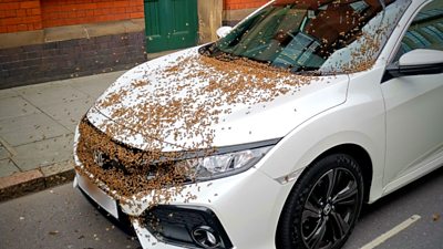 A car covered in bees