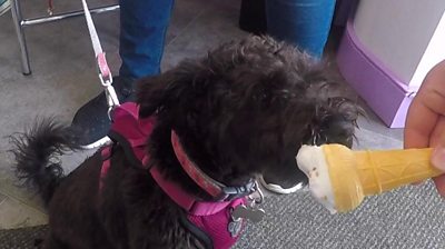 Dog licking an ice cream cone