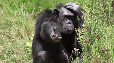 A chimpanzee put its hand out for food while scratching its head
